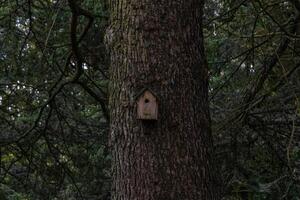 A birdhouse is nestled in the bark of a tree photo