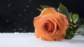 AI generated Contrast of orange rose against fake snow on dark backdrop photo