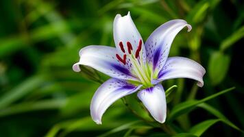 AI generated Blue lily flower isolated on white background, closeup nature photo