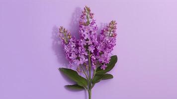 AI generated Lilac flowers bush isolated on a clean white background photo