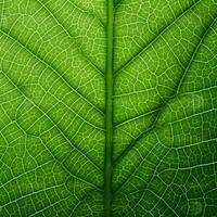 AI generated green leaf, macro, zoom, blur. Leaf vein texture abstract background with close up plant leaf cells ornament texture pattern. organic macro linear pattern of nature leaf foliage. photo