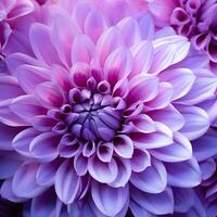 AI generated Pink and purple dahlia petals macro, floral abstract background. Close up of flower dahlia for background, Soft focus photo