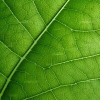 AI generated green leaf, macro, zoom, blur. Leaf vein texture abstract background with close up plant leaf cells ornament texture pattern. organic macro linear pattern of nature leaf foliage. photo