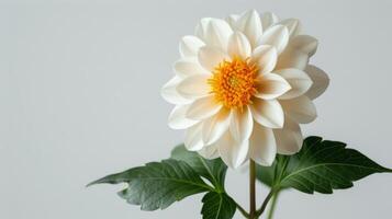 AI generated White and Yellow Flower Against White Wall photo