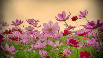 AI generated Beautiful pink red cosmos flower field against vintage color tone photo