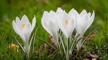 AI generated Clean white background highlights blooming white crocus flowers in spring photo