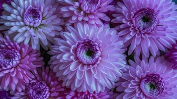 AI generated Nature abstract formed by soft pink and purple chrysanthemum flowers photo