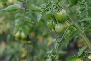 creciente el Tomates. inmaduro Tomates en el vegetal jardín. foto