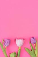 floral antecedentes con tulipanes flores en rosado pastel antecedentes. plano poner, parte superior vista. mujer día antecedentes. foto