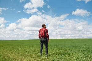 Farmer walking through a green wheat field on windy spring day and examining cereal crops photo