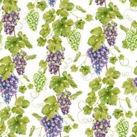 A bunch of red grapes, vines with leaves. Watercolor seamless pattern on a white background. For fabric, packaging paper, scrapbooking, product packaging design vector