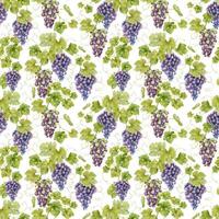 A bunch of red grapes, vines with leaves. Watercolor seamless pattern on a white background. For fabric, packaging paper, scrapbooking, product packaging design vector