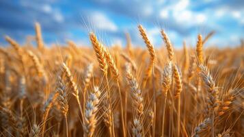 AI generated Wheat Field Under Cloudy Blue Sky photo