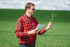 joven trigo brote en el manos de un agricultor. el granjero considera joven trigo en el campo. el concepto de el agrícola negocio. foto