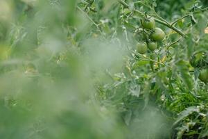 Growing the tomatoes. Unripe tomatoes in the vegetable garden. photo