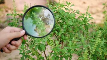 looking at a leaf of a tree with a magnifying glass, Cropped shot of modern farmer holding magnifying glass, magnifier in hand increases a small wild lilac flower in nature video