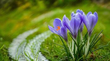 AI generated Spring background featuring blue crocuses with raindrop tracks photo