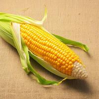 AI generated Isolated corn cob on textured brown sackcloth background, side view For Social Media Post Size photo