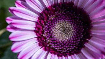 AI generated view Macro close up of violet gerbera flower with beautiful soft petals photo