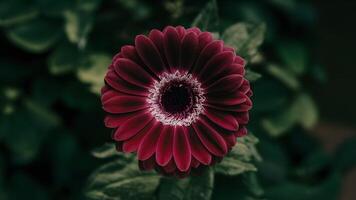 AI generated Closeup of purple gerbera flower with no shadows, isolated background photo
