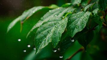 AI generated Crystal background with light sparkle, rain droplets on leafy bush photo