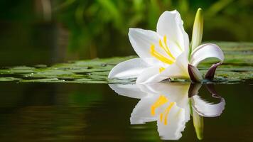 AI generated White iris lily flower reflected in water on isolated background photo