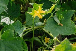 Pepino madurez en un rama. crecimiento y floreciente de invernadero pepinos para pepinillos foto