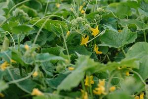 Cucumber ripening on a branch. Growth and blooming of greenhouse cucumbers for pickles photo