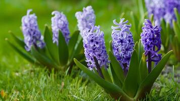 AI generated Garden background with blooming spring hyacinths flowers, green foliage photo