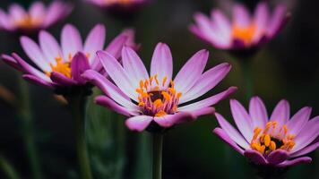 AI generated Frame Purple flowers in focus with some yellow anthers, blurred background photo