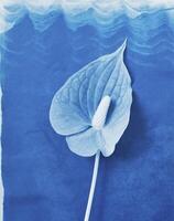 AI generated a flat scan of a cyanotype of a flower with blue paper photo