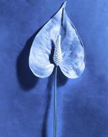 AI generated a flat scan of a cyanotype of a flower with blue paper photo