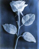 AI generated a flat scan of a cyanotype of a flower with blue paper photo