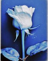 AI generated a flat scan of a cyanotype of a flower with blue paper photo