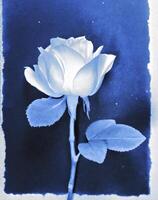 AI generated a flat scan of a cyanotype of a flower with blue paper photo