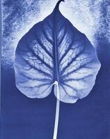 AI generated a flat scan of a cyanotype of a flower with blue paper photo