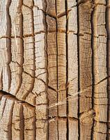 AI generated cut wooden trunk with cracks stained with different tones photo