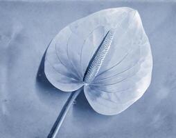 AI generated a flat scan of a cyanotype of a flower with blue paper photo