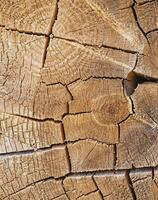 AI generated cut wooden trunk with cracks stained with different tones photo