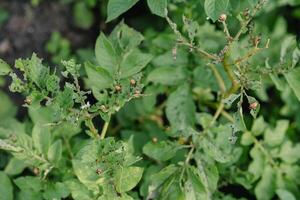 Colorado potato beetle larvae are harmful to agriculture. Pests. Red beetles eat potatoes. Spoil the green leaves and harvest photo