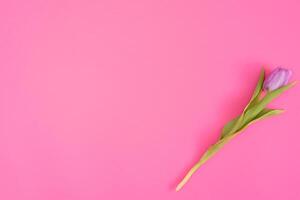 Floral background with tulips flowers on pink pastel background. Flat lay, top view. Woman day background. photo