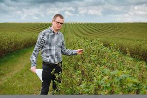 Modern agronomist with folder working on currant field at outdoor photo