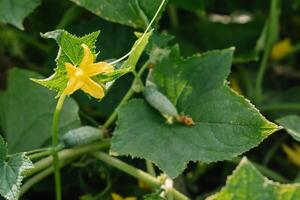 Cucumber ripening on a branch. Growth and blooming of greenhouse cucumbers for pickles photo