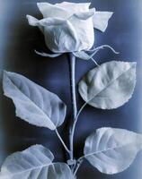 AI generated a flat scan of a cyanotype of a flower with blue paper photo