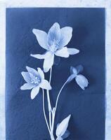 AI generated a flat scan of a cyanotype of a flower with blue paper photo