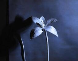 AI generated a flat scan of a cyanotype of a flower with blue paper photo