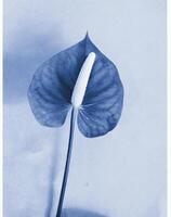 AI generated a flat scan of a cyanotype of a flower with blue paper photo