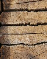 AI generated cut wooden trunk with cracks stained with different tones photo