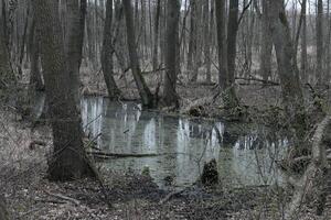 naturaleza antecedentes foto