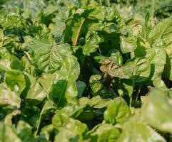 verde joven hojas de raíz de remolacha creciente en jardín, cerca arriba. foto